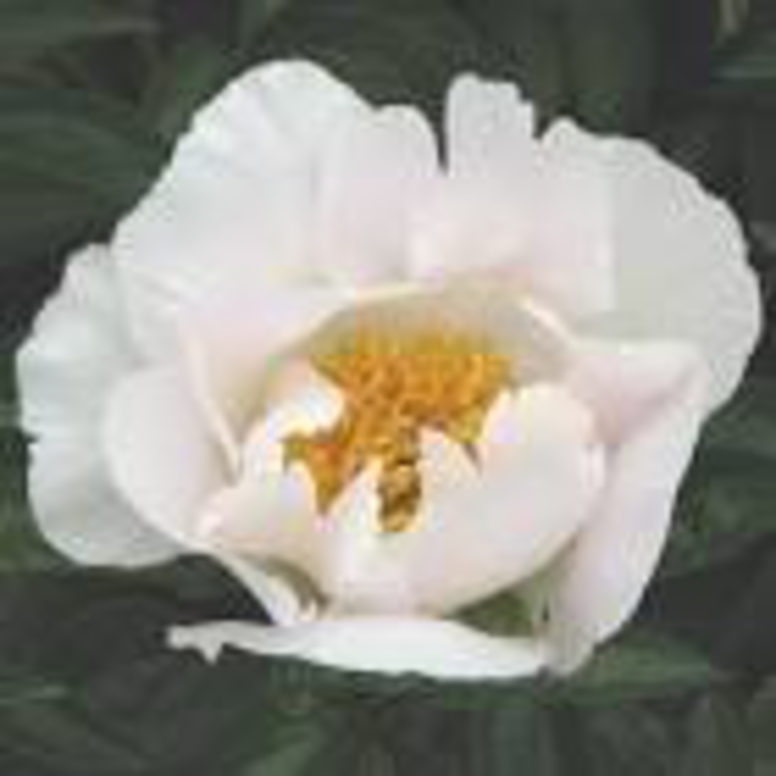 Krinkled White Peony, 3-5 eye